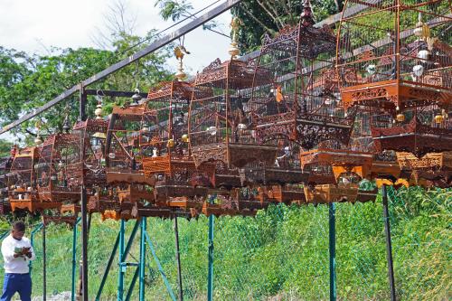 PERTANDINGAN SUARA BURUNG