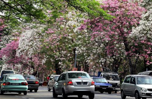 KD04_03042014_SAKURA_M_SIA