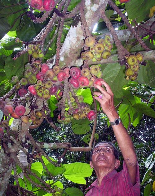 BUAH TIN