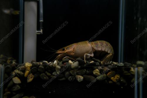 USAHAWAN UDANG KARA