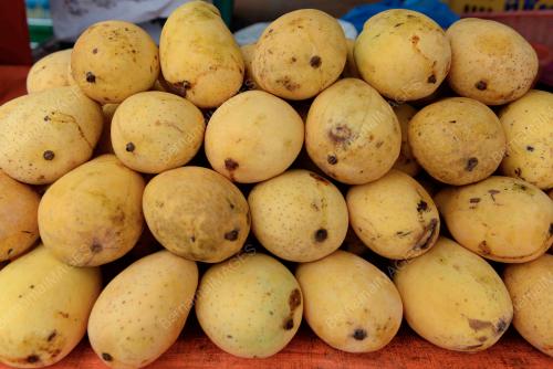 MANGGA