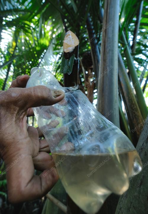 AIR NIRA NIPAH ASLI