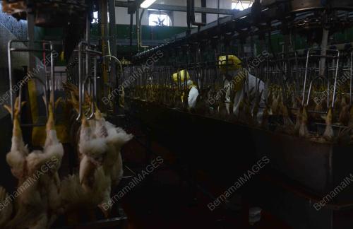 MELAWAT KILANG PEMPROSESSAN AYAM BISMI