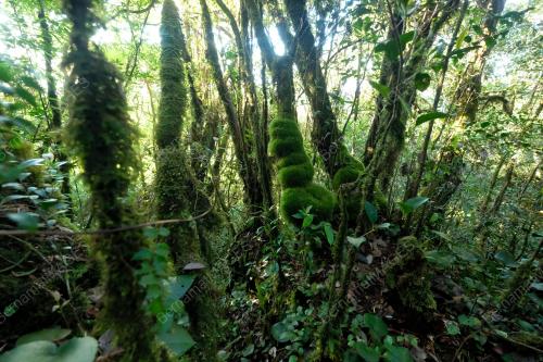 GUNUNG BINTANG