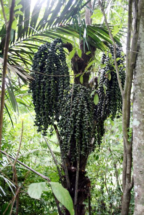 POKOK KABUNG