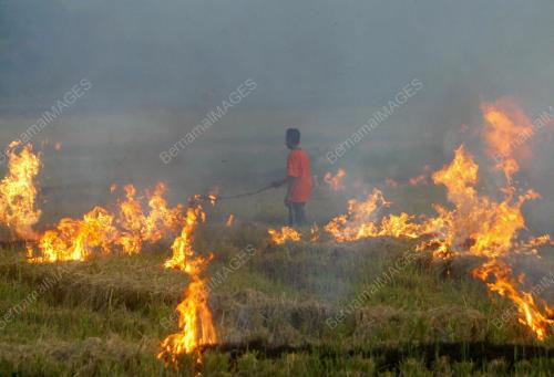 BAKAR JERAMI DI KEDAH
