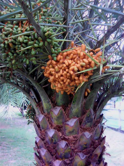 KD04_12062017_KURMA