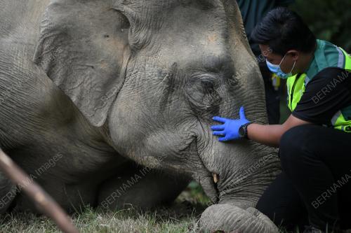 GAJAH MATI