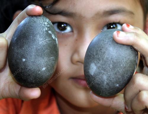 TELUR ITIK HITAM