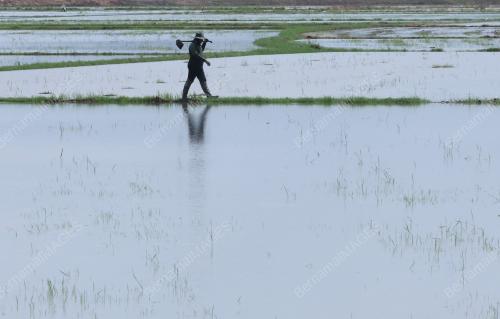 PESAWAH PADI