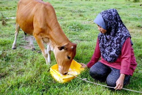 KD04_17072019_LEMBU