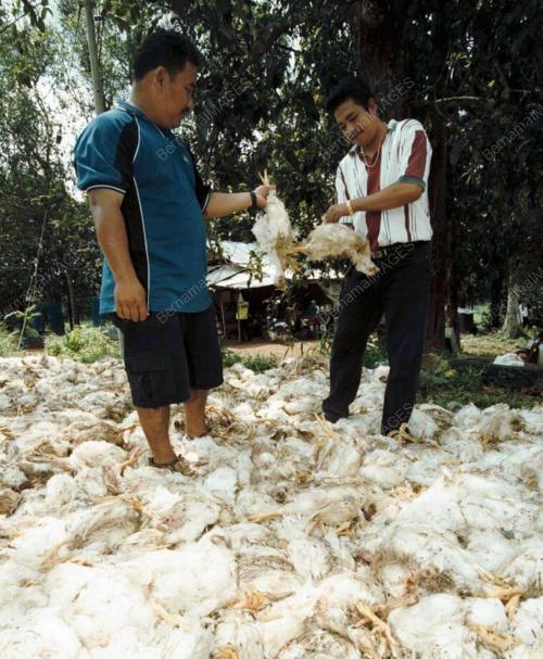 KD04_18022016_AYAM_MATI