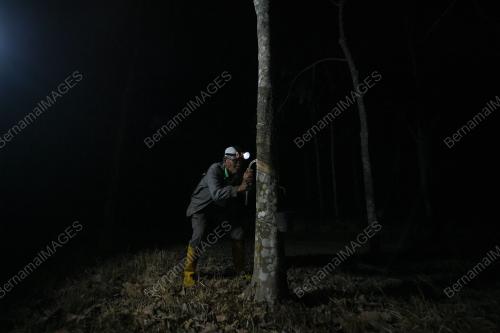 PENOREH GETAH MALAM