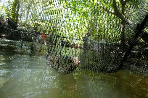 LAK LAY (HAMBAT IKAN DALAM SUNGAI)