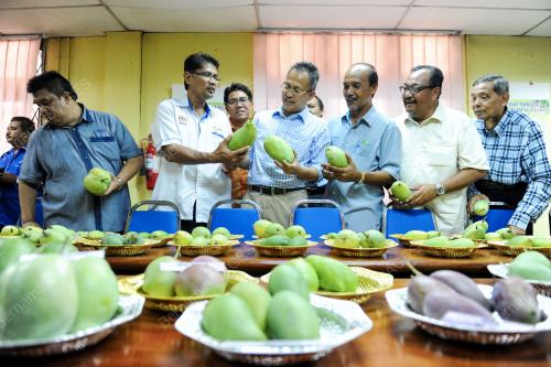 KD04_20052015_MANGGA