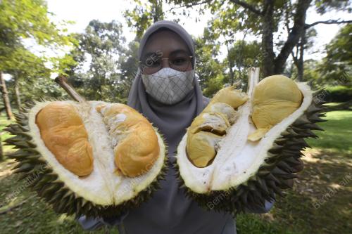 VARIETI DURIAN BARU
