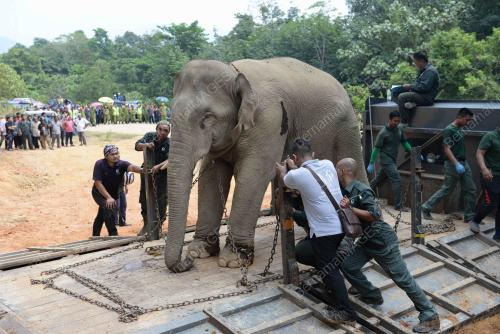 KD04_20082019_GAJAH_BN201908198536