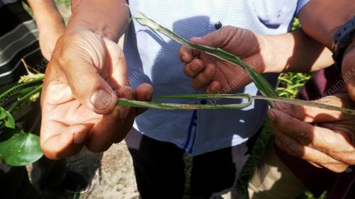 PESAWAH BANTAH KENAIKAN UPAH MENUAI