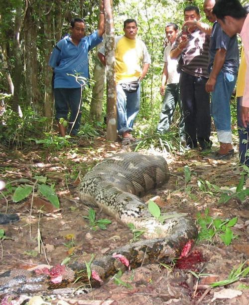 ULAR SAWA TELAN ANAK LEMBU
