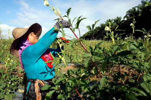 KD04_23042017_PETANI