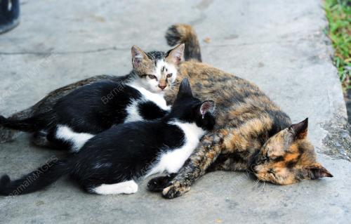 KD04_31122011_SAYANG_ANAK