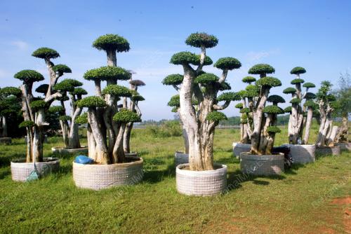 POKOK SENAI JANA PENDAPATAN