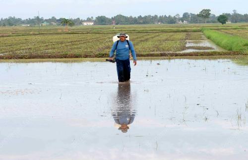 PETANI