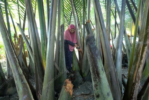 AIR NIRA NIPAH ASLI