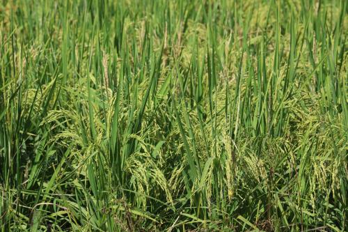 SAWAH PADI