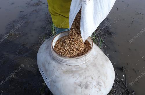 MENABUR BENIH PADI