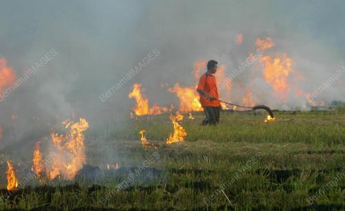 BAKAR JERAMI