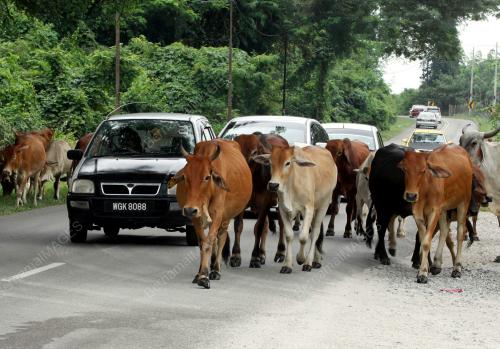 KD05_13072013_LEMBU