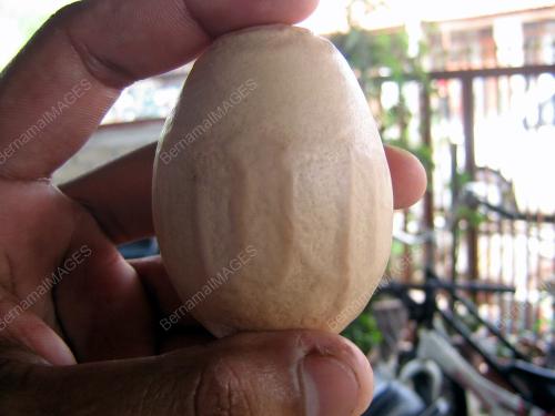 TELUR AJAIB