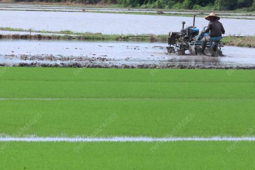 PESAWAH PADI