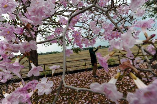 KD05_16032017_SAKURA