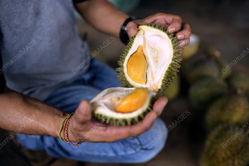 DUSUN DURIAN