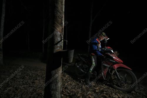 PENOREH GETAH MALAM