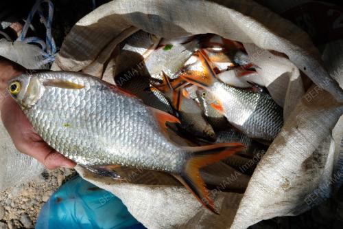 LAK LAY (HAMBAT IKAN DALAM SUNGAI)