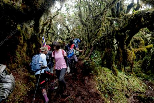 GUNUNG ULU SEPAT