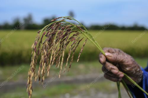 PESAWAH PADI