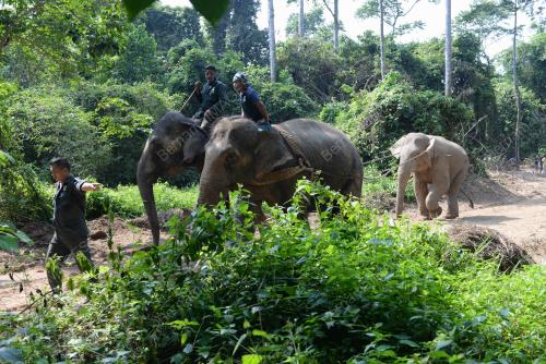 KD05_20082019_GAJAH_BN201908198536