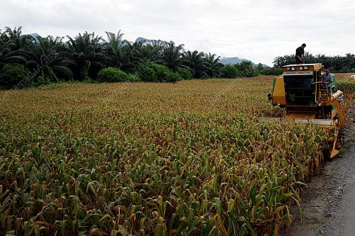 KD05_20112016_JAGUNG
