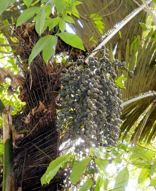 KD05_21062016_BUAH_KABONG