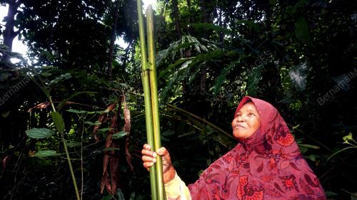POKOK TEPUS BERKHASIAT