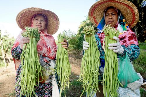 KD05_23042017_PETANI