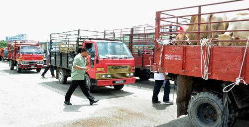 KD05_23102012_LEMBU_KORBAN