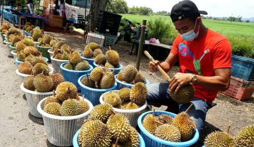 DURIAN LELONG