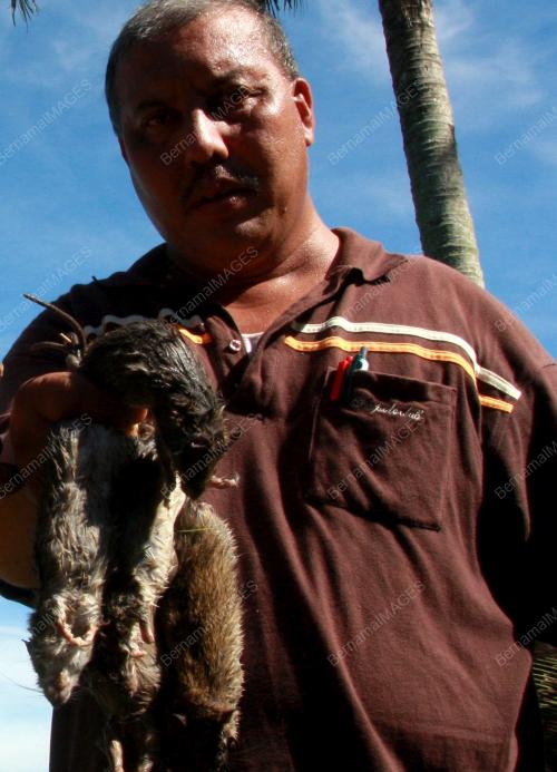 KD05_25112012_KAWALAN_TIKUS