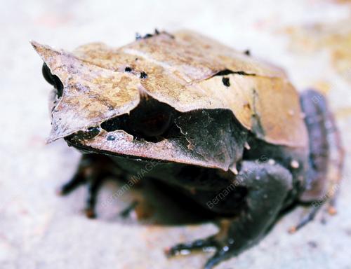 KATAK GANJIL