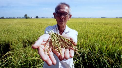 PESAWAH RUGI PADI DISERANG PENYAKIT